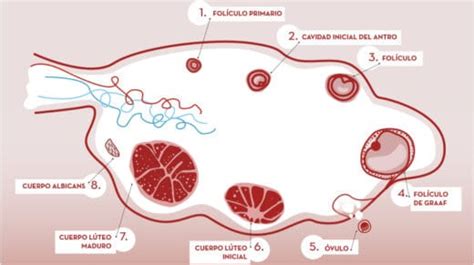 folículos subcentimétricos|Los Folículos Ováricos: Qué son, número, crecimiento.